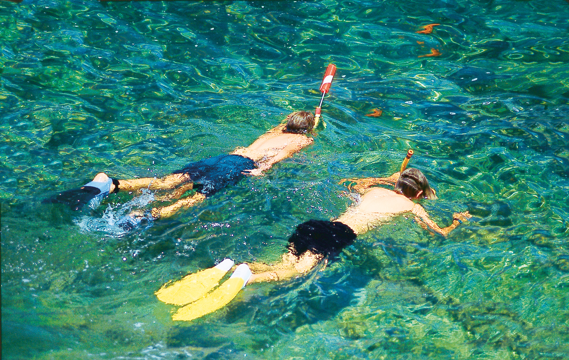 Catalina snorkel tour