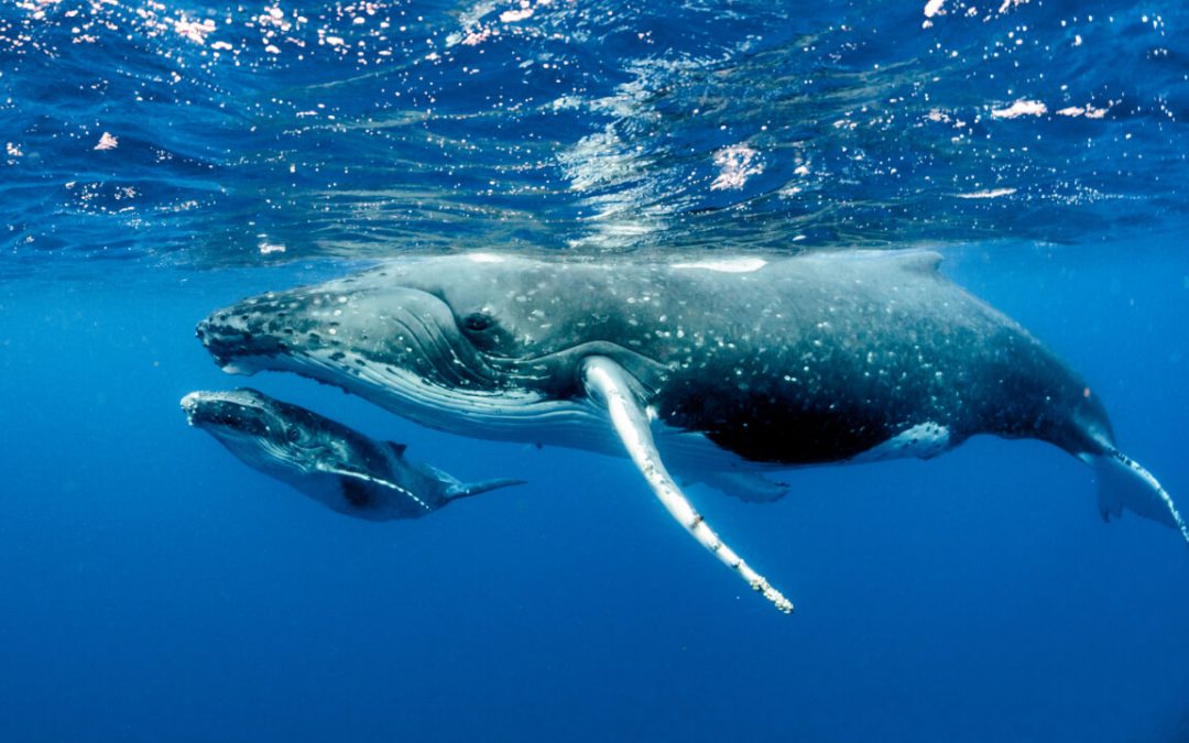 Samana Whale